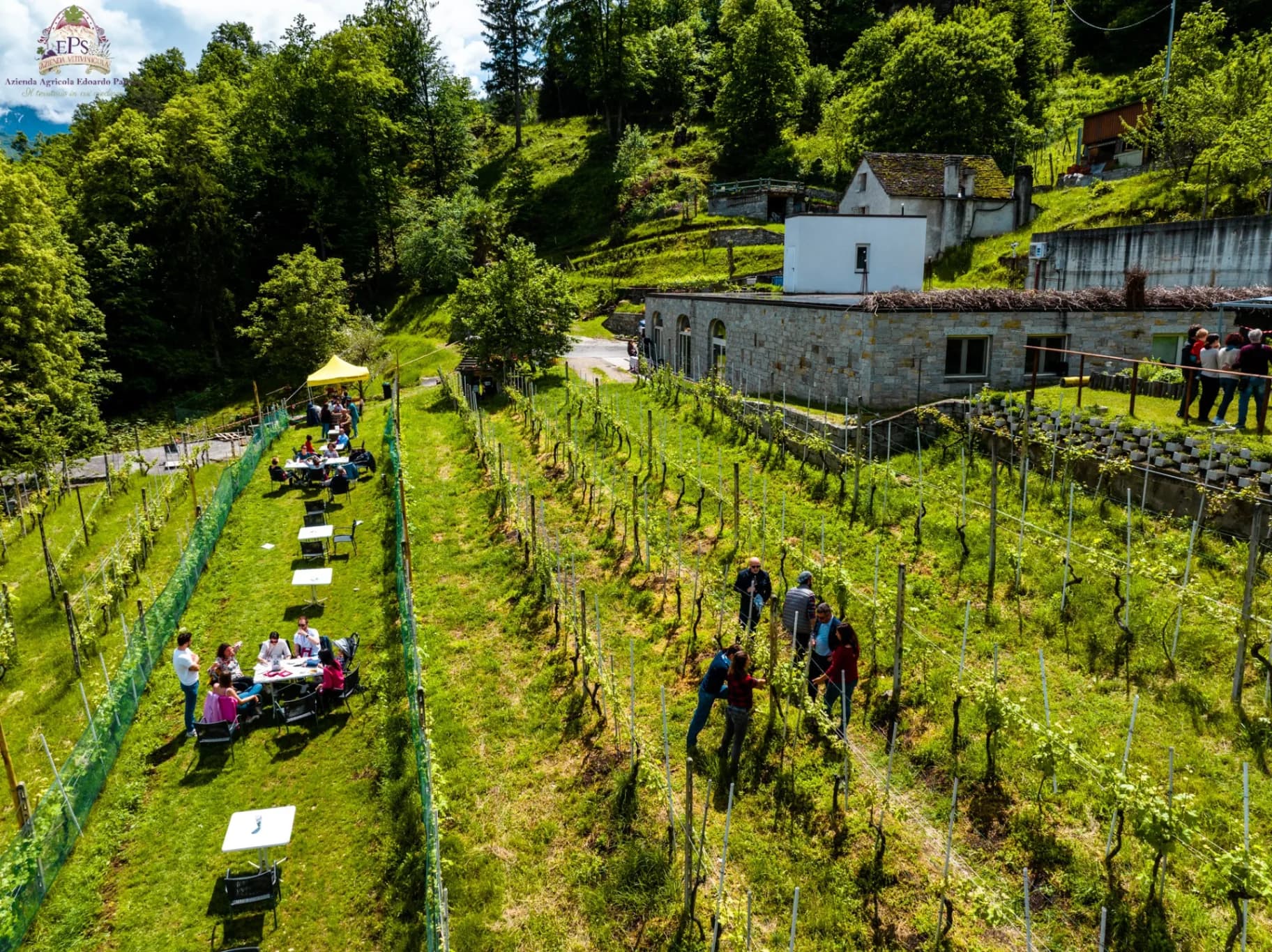 Picnic in vigna - Transfer da Baveno/Stresa incluso