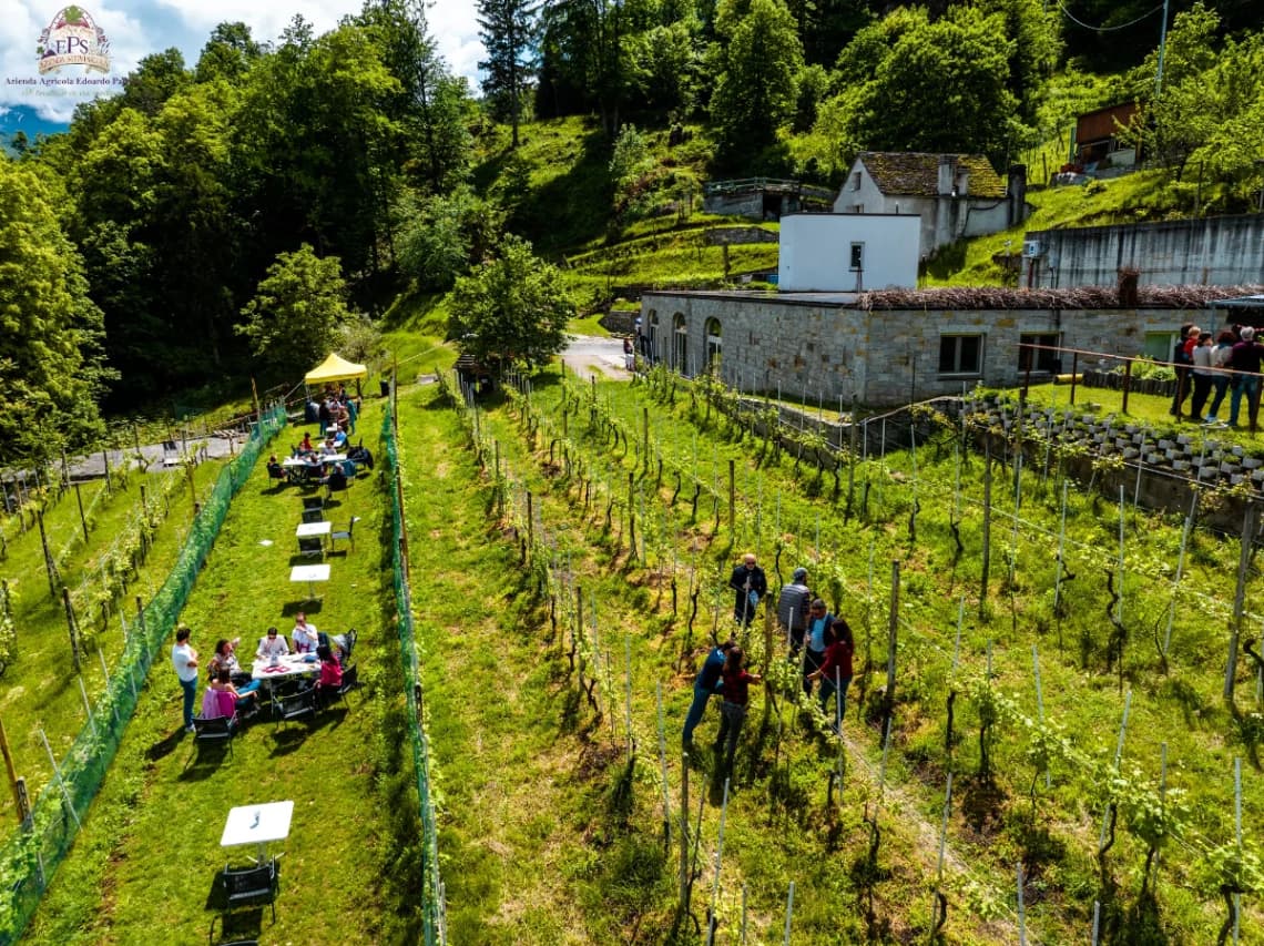Picnic in vigna