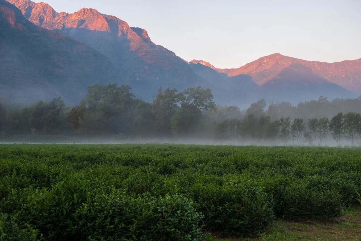 Dal seme alla tazza: esperienza del tè a Premosello